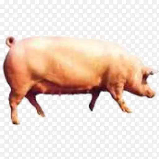 ����������-������