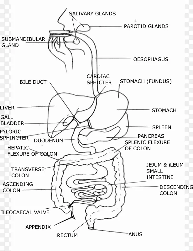 ������ָ���-������