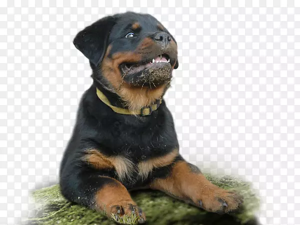 Ȯ������������-������Ȯ-������