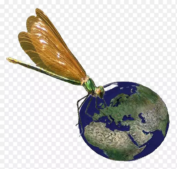 ��������gomphidae Calopteryx��Ŀ-����-������