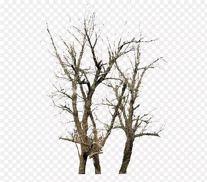 ��֦��-������