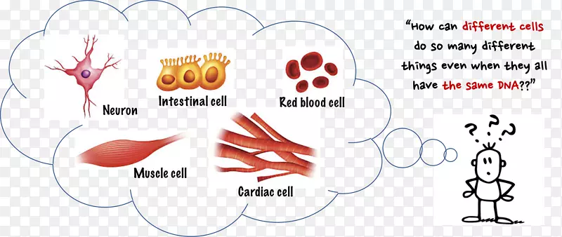 �����Ŵ�ѧDNA�׻���ϸ�����ۻ�����-����ϸ��-������