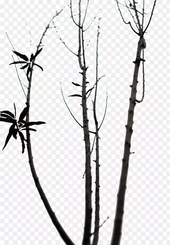 ��֦����-����ľ-������