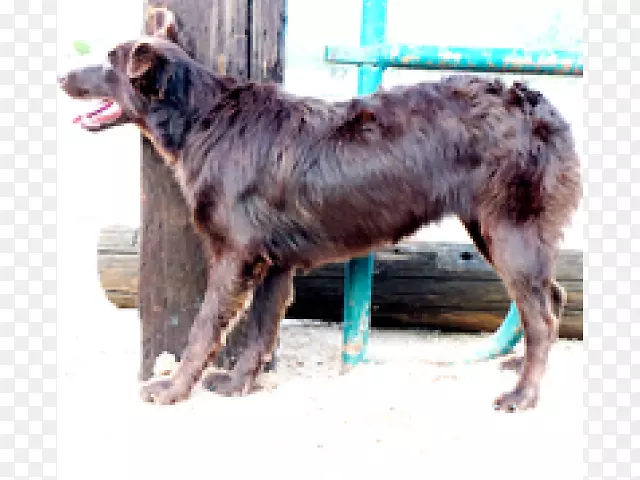 �Ĵ���������Ȯϡ��Ʒ��(Ȯ)-�Ĵ���������Ȯ-������