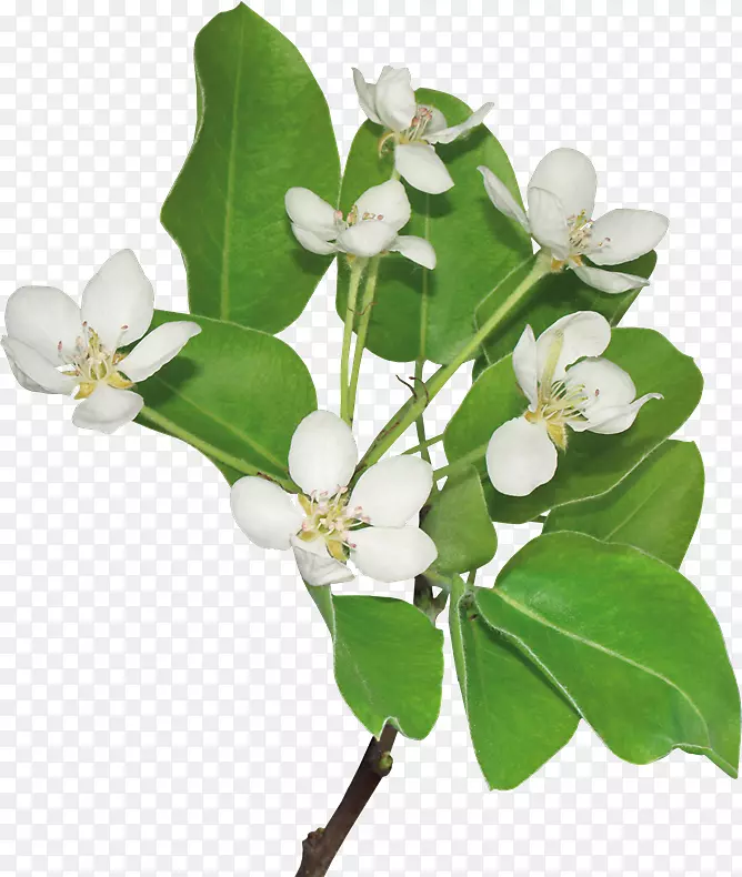 �л�ֲ�ﾥ������-737-������