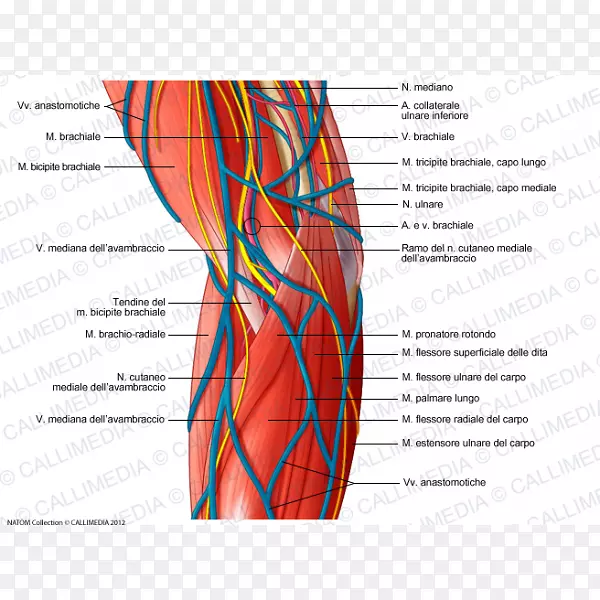 �ŹǱ۳���ϵͳ���ڲ�����-������