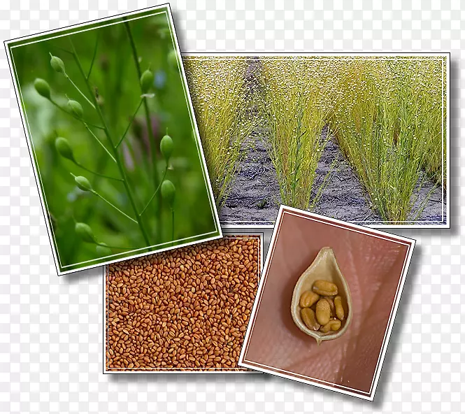 �ݱ����ղݳ���ʳƷ-��Ʒ-������