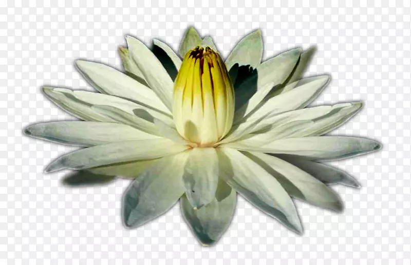 PRAXIS��ڤ���������-��������-������