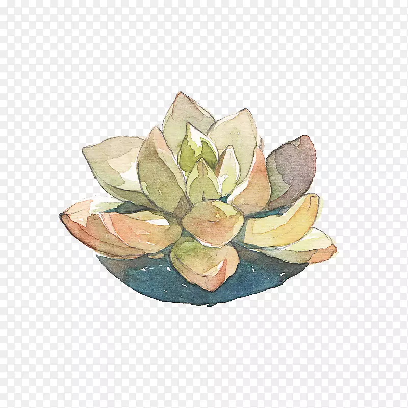 ����ֲ��ˮ�ʻ�Ҷ�ⱦ��-������