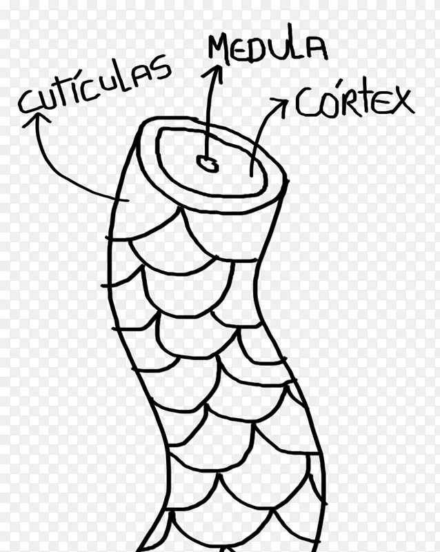 ë�����ͼ�׵������Schwarzkopf-Ƥ��-������