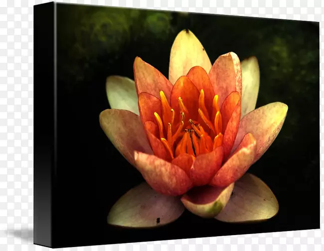 ������Ӱ����ֲ��-������