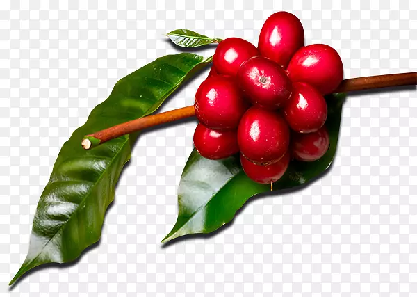 ��Խݮ���ȣ��˽ǿ��ȣ�ʳ��-���￧����-������