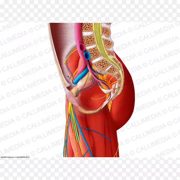 �粿Ѫ�ܼ�����ϵͳ��ǳ���-������