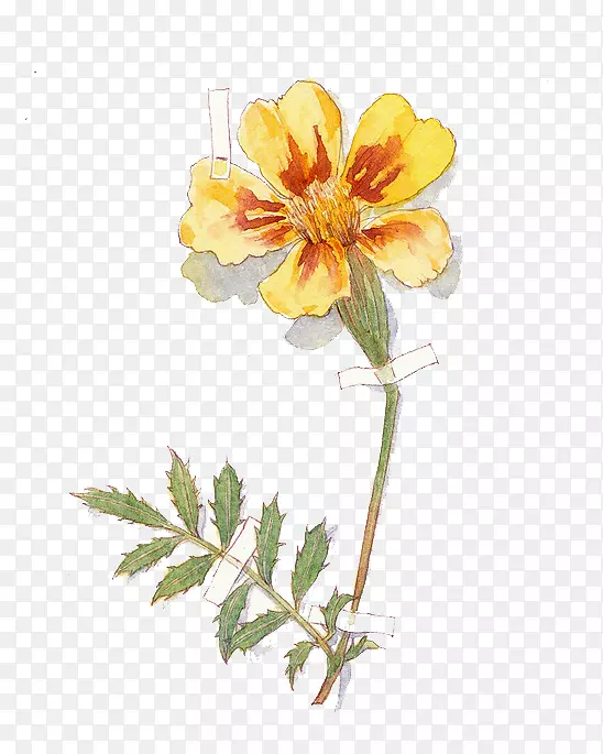 ֲ���л�Ǿޱ�Ʒ�ֲ֦�ﾥ-ˮ�ʻ�-������