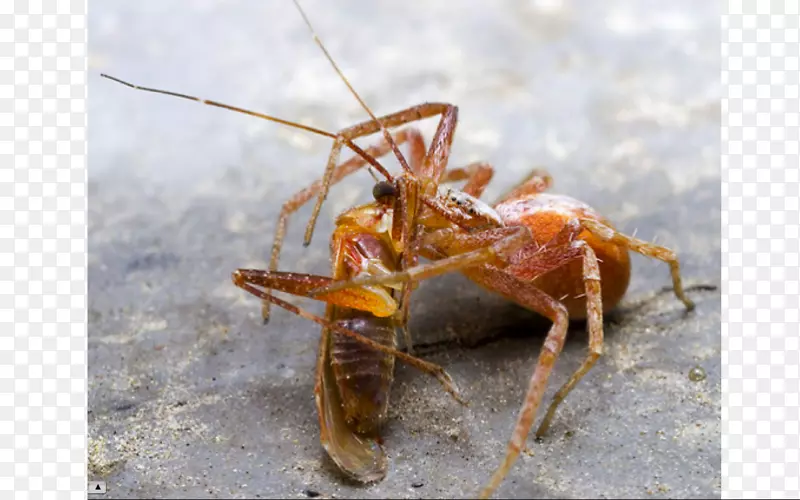 ���涯��Դ��ʳ��ʮ��Ŀ����-������