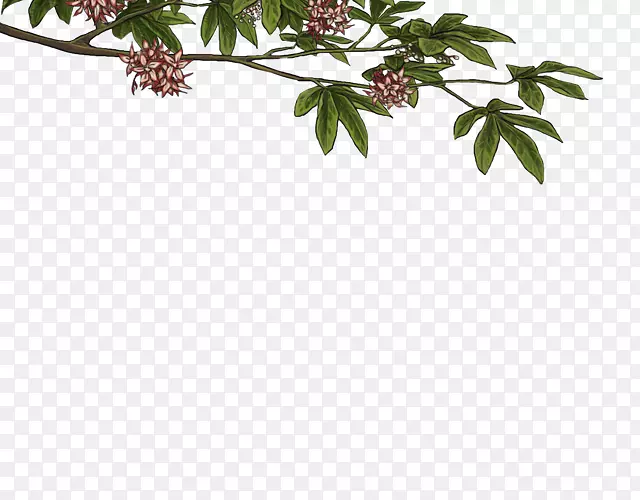 Сֲ֦�ﾥҶ����ֲ��Ҷ-������