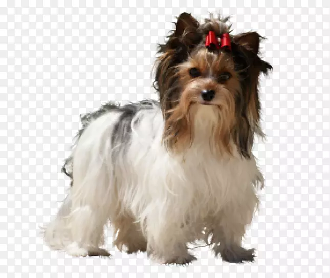 Լ�˿���Ȯ���Ĵ�����˿ë��Ȯ��������˹С��-С��-������