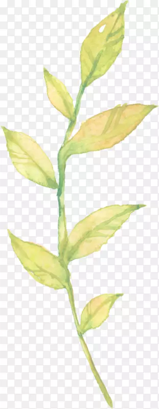 Ҷֲ�ﾥ��.«��ˮ��-������