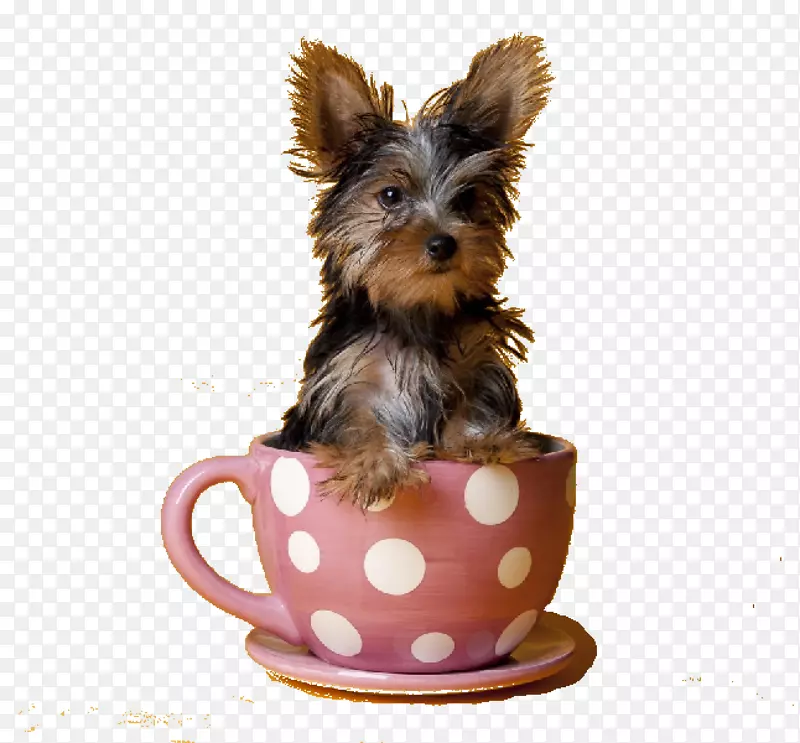 Լ�˿�С������Ȯ�ո�����Ȯ��Ȯ-������