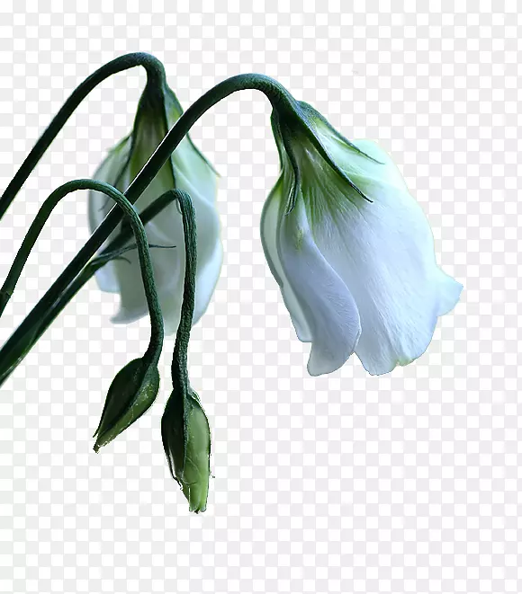 ���������鱦����Ŷ�װ�β���-������