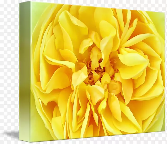 ��������л����껨-������