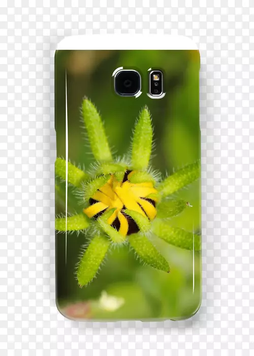 ���洫������Ҷ����-������