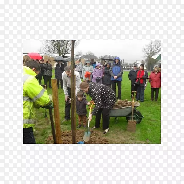 ������ֲ����-��ľ��ֲ-������