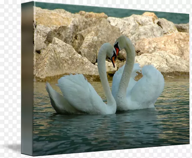 �����ᶯ��Ⱥ-ˮɫ���-������