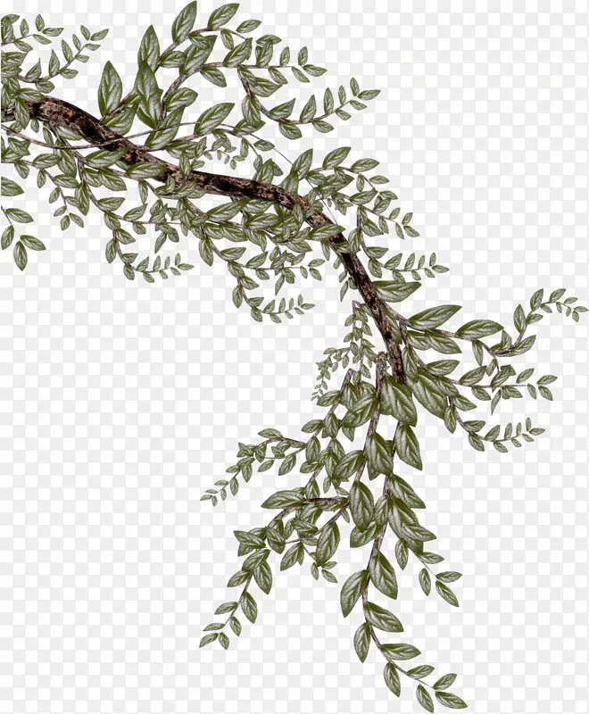 ��֦����֦-������