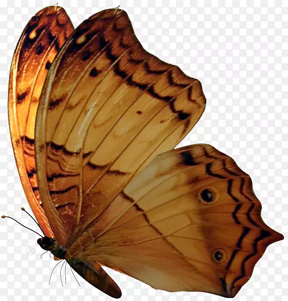 ë���׵ĺ������������������-������