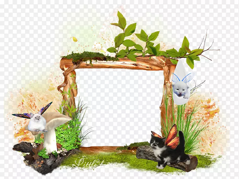 La bo te��ͼ�����è-�Ĵ�������-������