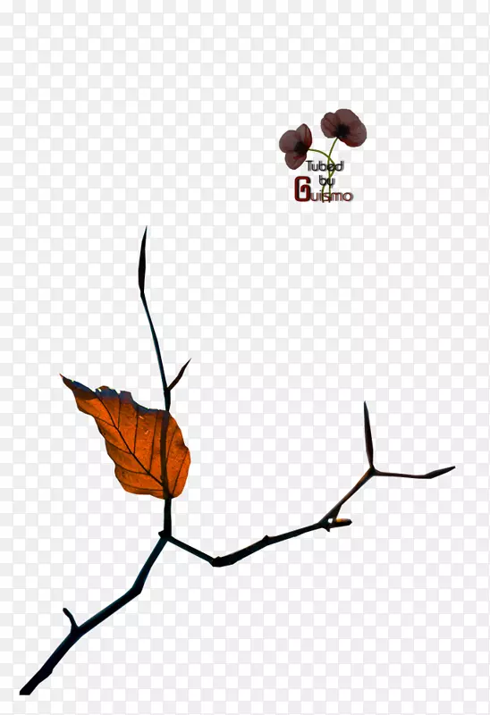 С֦����ֲ�ﾥҶ����������-������