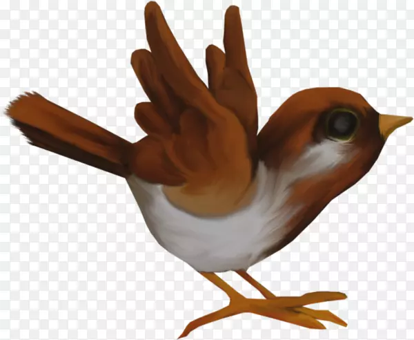 ๶���Ⱥ��ë����Ϊʳ��.��ë-������