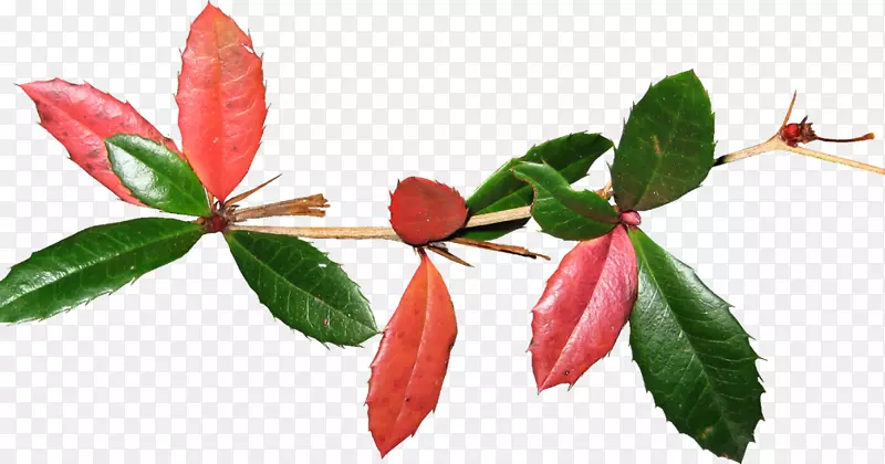 ����ѿֲ�ﾥҶ����ֲ��Ҷ-������