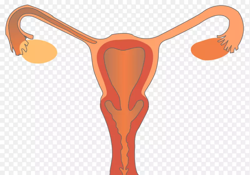 Ů����ֳϵͳ��ֳ������Ů-��Ů-������