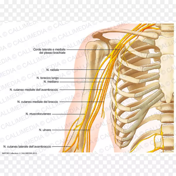 ��ϵͳ�۽��������񾭱�-������
