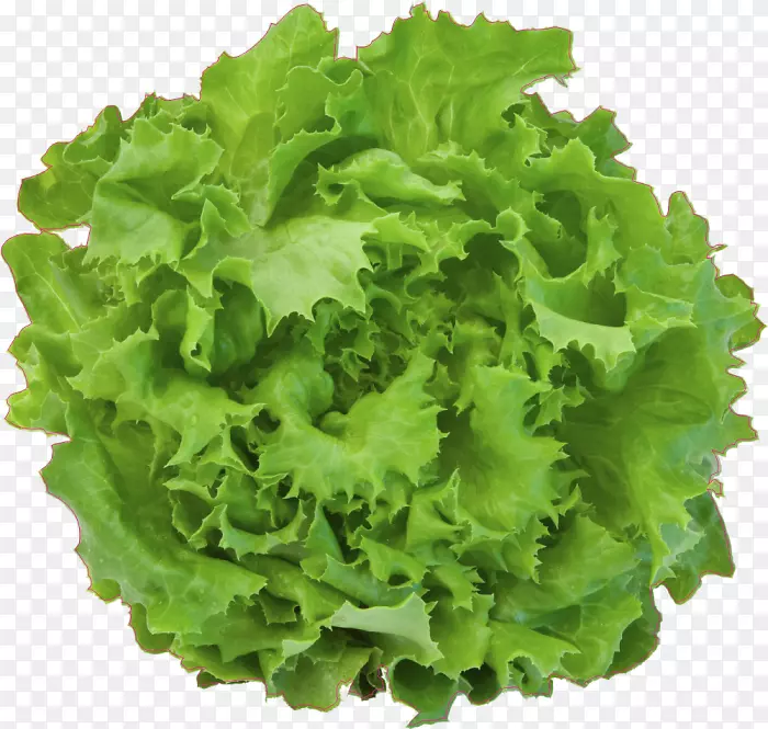 ɫ����ɽݫ��Ҷ�߲�-ɫ��-������