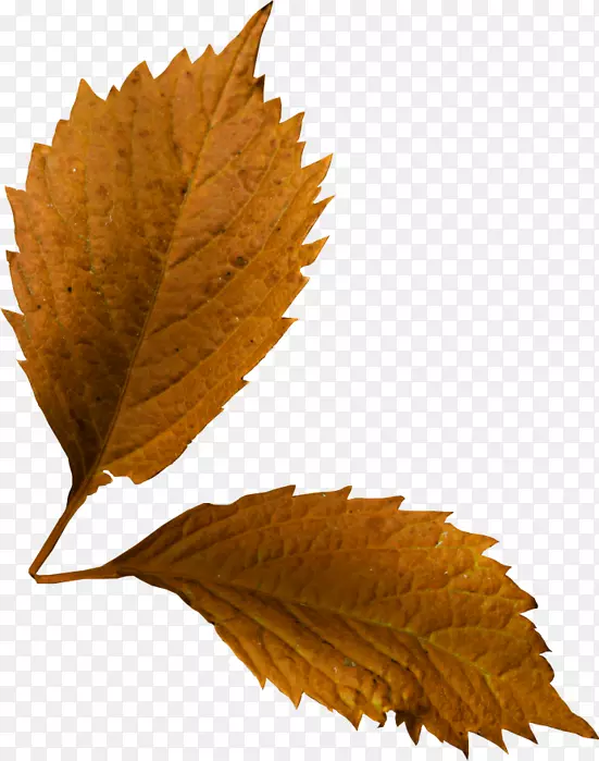 ��Ҷ��Ҷ-������