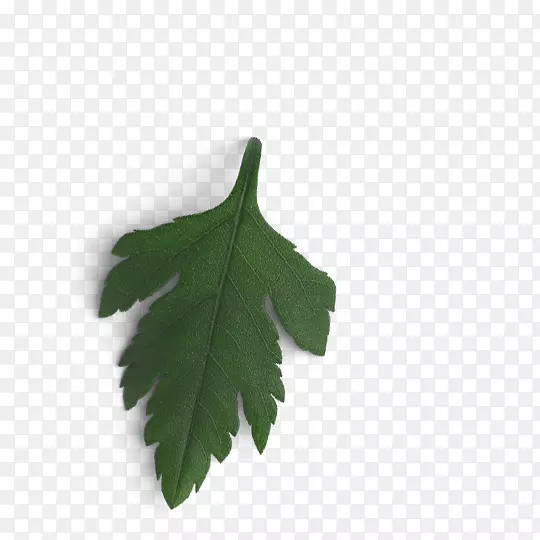 �����˲������ѾƼ�β�ƿ���-���Ѿ�-������