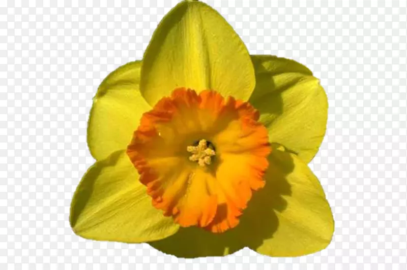 ����ֲ��ݱ�ֲ��-������