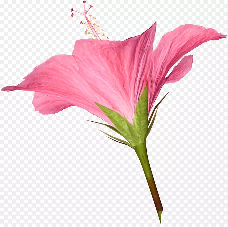 ���ֿƻ���ݱ�ֲ�ﾥ����-������