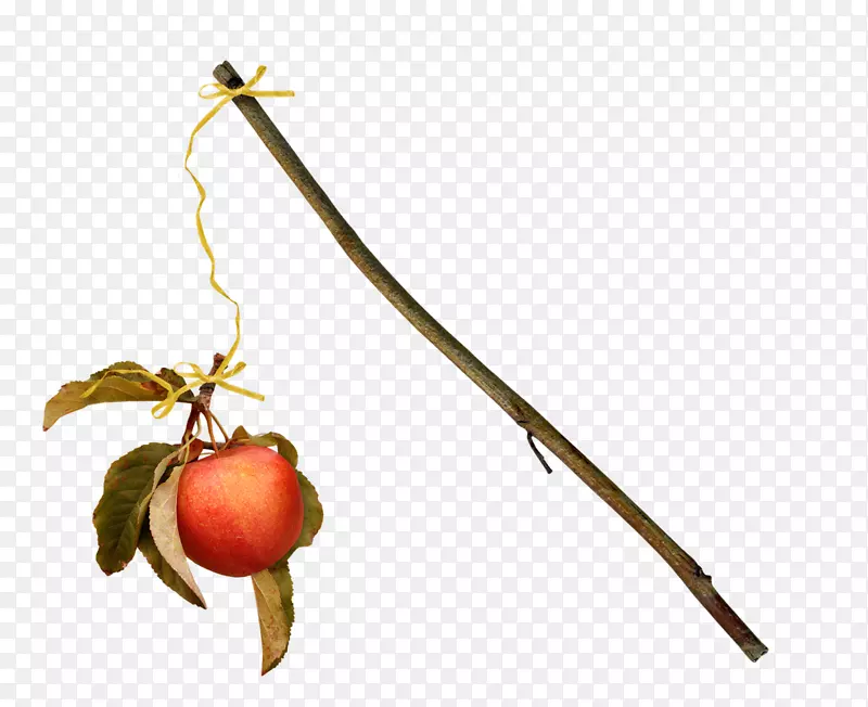 ֲ�ﾥ��Ӱ-ƻ��֦-������