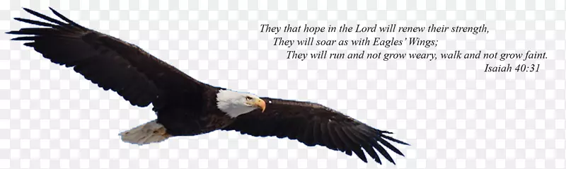 ͺӥ�ĳ��ͺӥ-ӥ�ĳ��-������