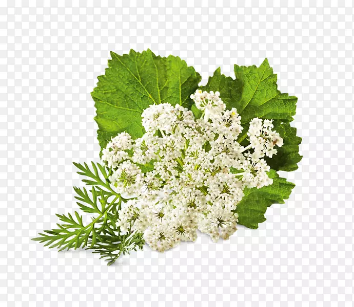 ����ҩ��ֲ�ﻨ�����-������