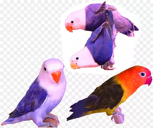 ���Ļ��찮��С���ķ�����İ���-������