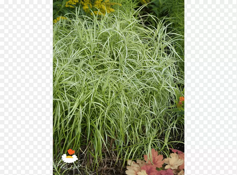 �ݱ���ľ-������