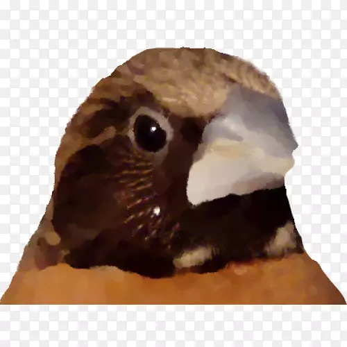 ๶�����Ӱ���ȸ-������