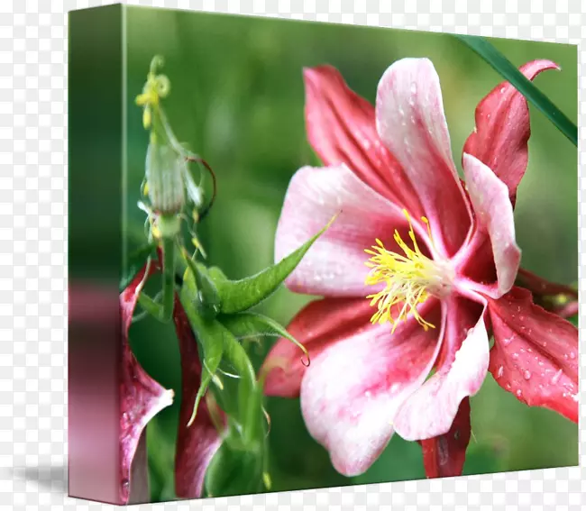 ����ֲ��-������