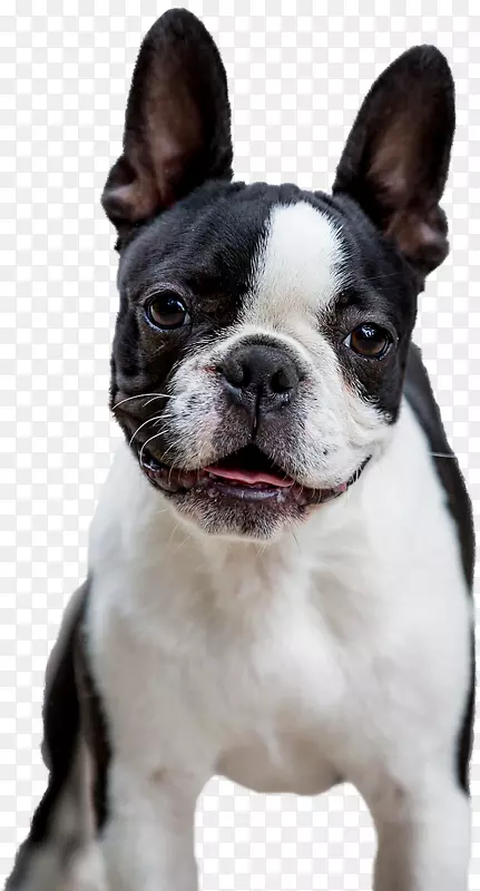 ������ţȮ��ʿ����Ȯ�Ĵ���������Ȯ��߶�ţȮƷ��-�Ĵ���������Ȯ-������