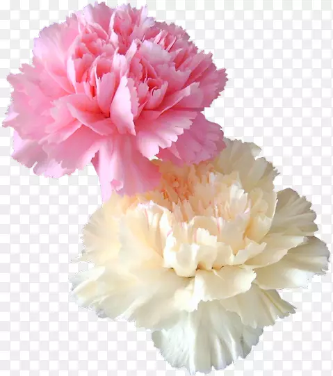 �ǲ��������鷨-oeillet-������